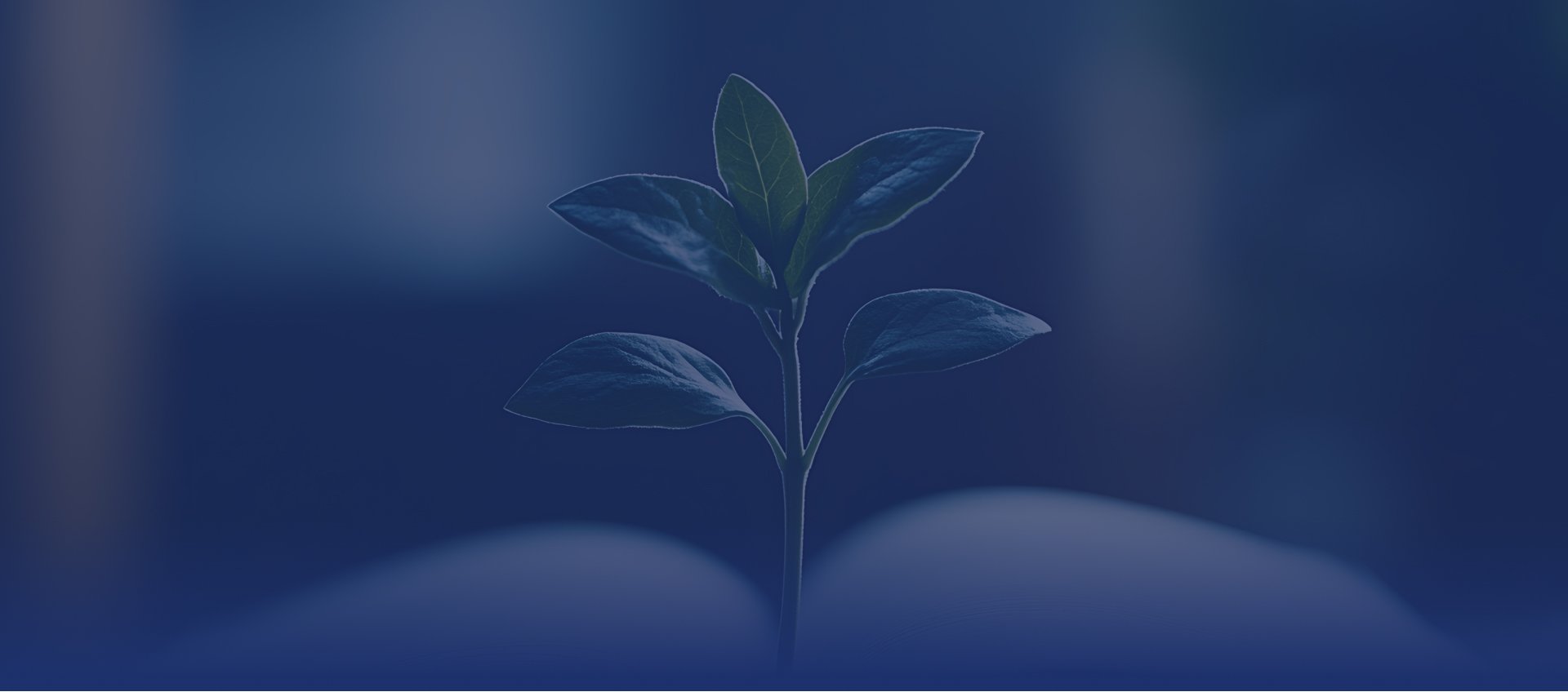 STACJA KOMPLEKSOWEGO MONITORINGU ŚRODOWISKA PUSZCZA BORECKA