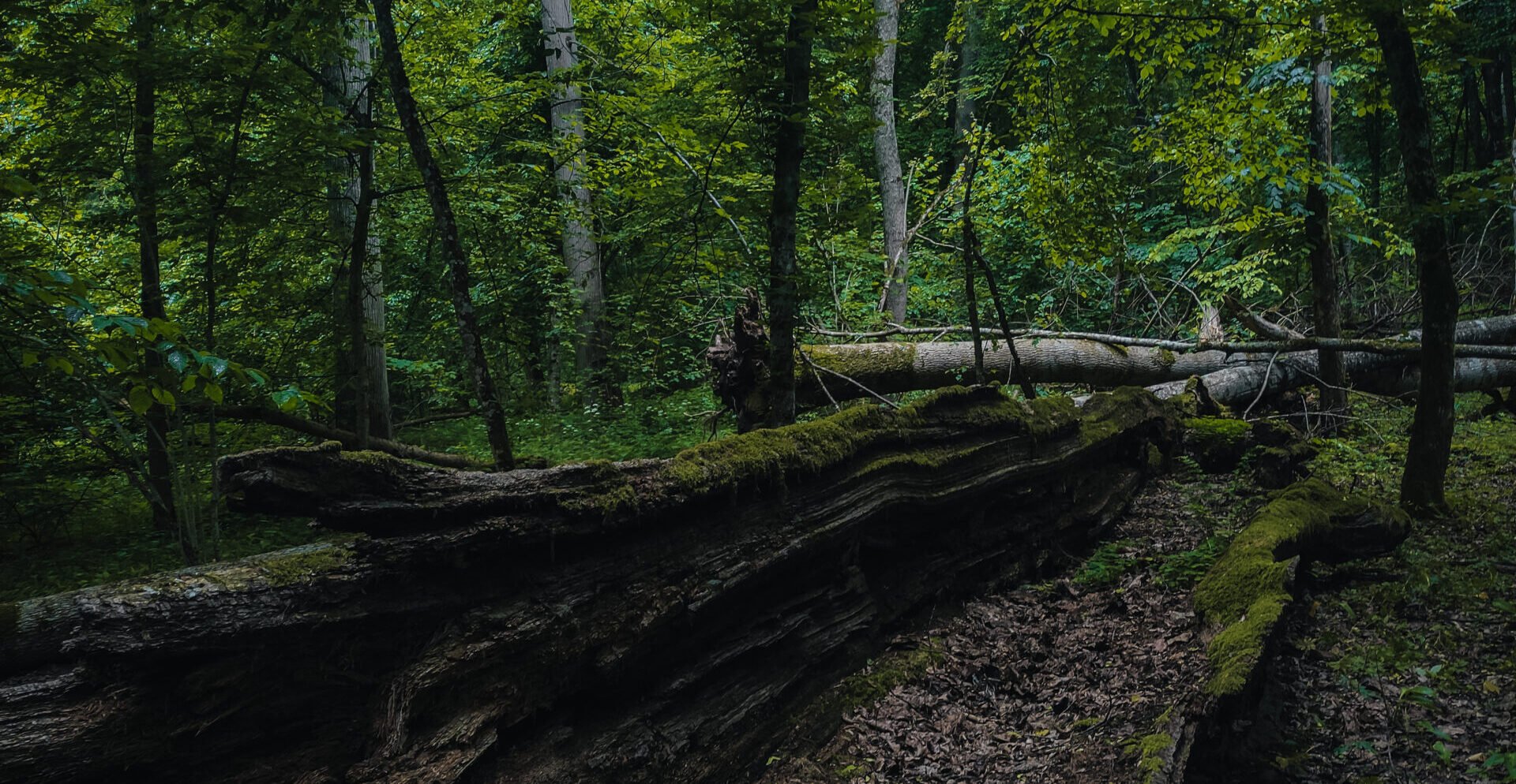 IAŁOWIEŻA FOREST Zintegrowany Plan Zarządzania Puszczą Białowieską